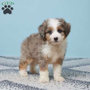 Georgie, Mini Aussiedoodle Puppy